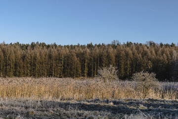 Leśny szron © Andrzej