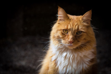 Ginger cat looking straight at you portrait