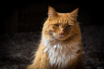 Naklejka na ściany i meble Ginger cat portrait