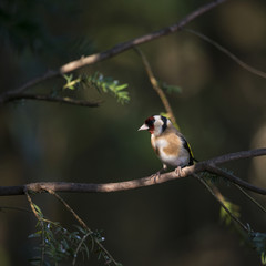 Stunning portrait of Goldfinch Carduelis Carduelis sitting in sunshine on branch of tree in woodland