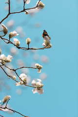 Butterfly on branch of magnolia flower with blue sky in sunny day of spring.