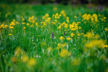 Flower of yellow celandine Grows among the green grass