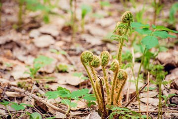 Green background of fern. Fern fiddlehead unfurling with selective focus. Sprout and bud fern close-up, macro.