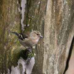 Stunning portrait of female Chaffinch Fringilla Coelebs in tree in woodland