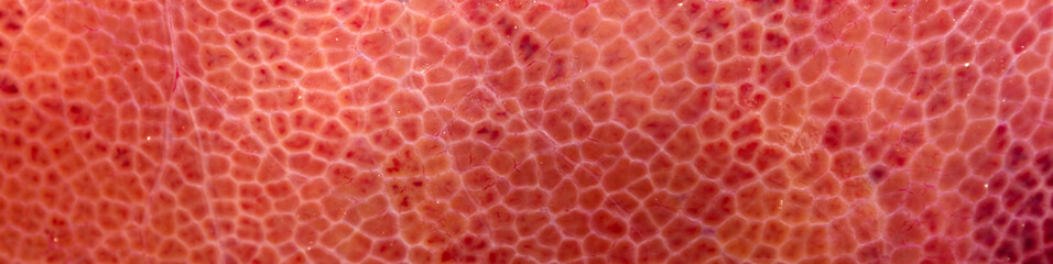 Closeup of pork liver as texture. - 193657633