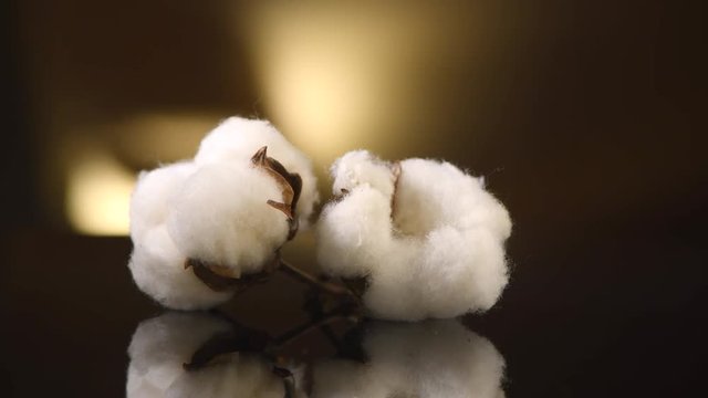 Cotton plant buds. Fluffy cotton bolls closeup rotation on dark background with reflection. 4K UHD video footage. 3840X2160