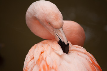 Pink Flamingo with black beak preening its feathers.