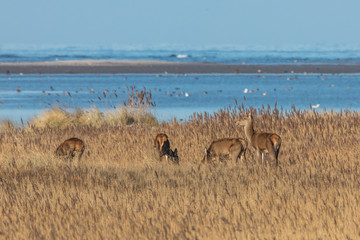 Rotwild am meer
