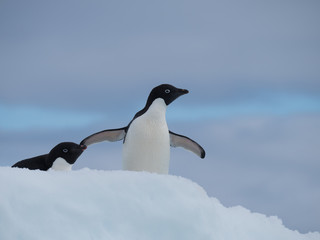 Two Adelie Penguins Facing Right. They are standing atop an iceberg in the Southern Ocean in Antarctica.