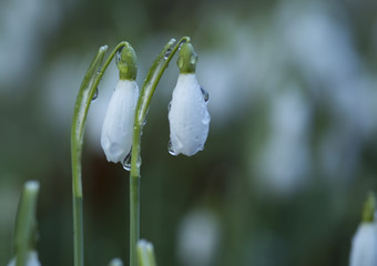 Snow drops after the rain