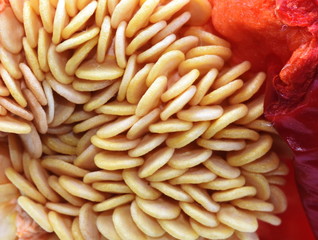 Closeup on seeds from red paprika
