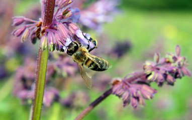 bee