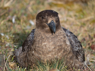 Close Up of an Adult Skua  Facing the Camera while sitting in brown, tan and green grass.