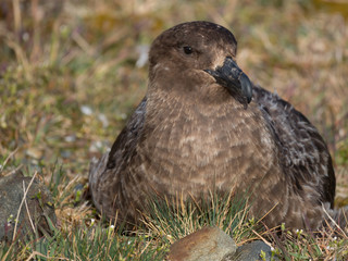 Close Up of an Adult Skua Looking Left while sitting in a field with brown, tan and green grass.