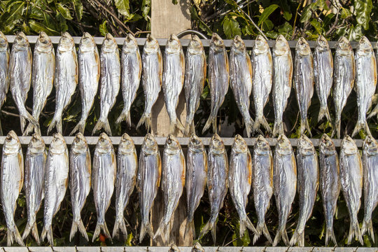 fish to dry