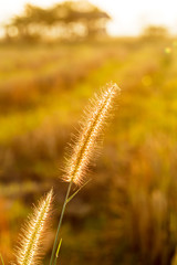 Wild grass in the morning