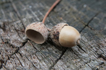 acorn