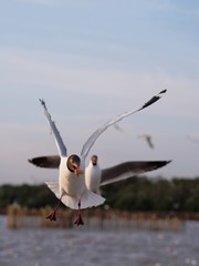 Seagulls in mangrove forest reserve bangpoo Thailand