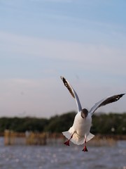 Seagulls in mangrove forest reserve bangpoo Thailand