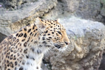 ヒョウ