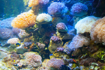 Naklejka na ściany i meble Beautiful colorful fish in the aquarium, Vietnam