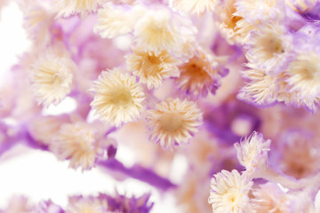 Background of Dry Tabebuia rosea purple background