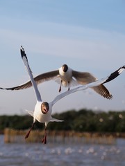 Seagulls in mangrove forest reserve bangpoo Thailand