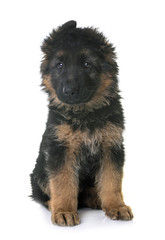 puppy german shepherd