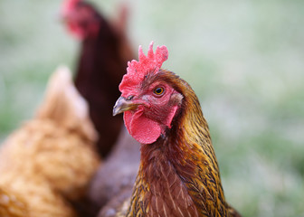 Welsummer Hen profile picture.