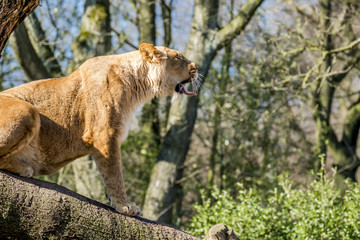 Close up of female lion