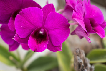 Beautiful blossom pink orchids in nature background.