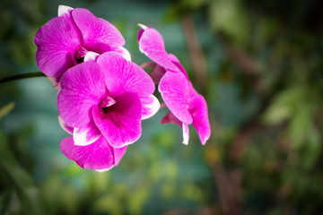 Beautiful blossom pink orchids in nature background.