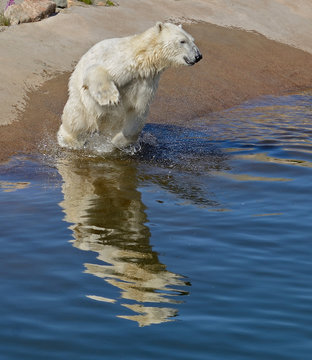 Polar bear jumps into water. Game and pleasure