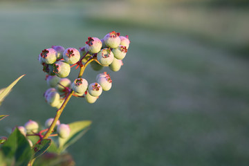 Green blueberries on the vine, early spring.