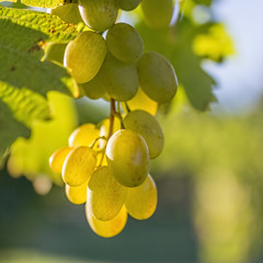 White grape