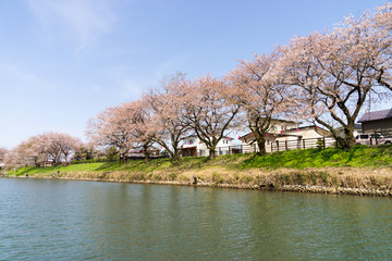 神通川下流　桜