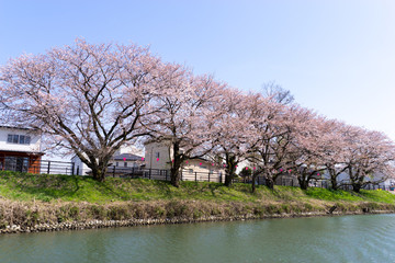 神通川下流　桜