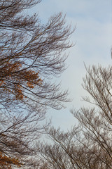 Obraz premium Autumn trees on a blue sky