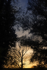 Sunset silhouette of trees and bushes
