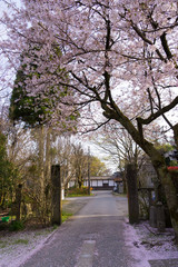 瑞龍寺側　桜