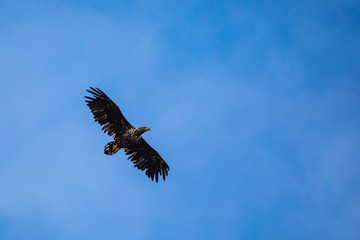 White-tailed eagle in flight