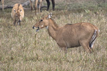 female nilgai or blue bull who grazes on a watered meadow on a winter Indian day
