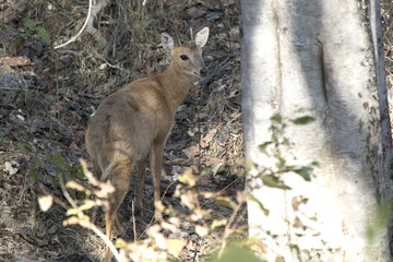 four-horned antelope standing among the trees in the winter Indian forest