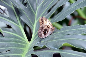 Schmetterlinge im Tropenhaus