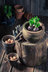 Closeup of freshly grown spring flowers in clay pots