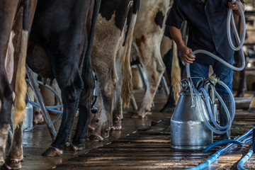 A man milking cows put in tank at a dairy farm.