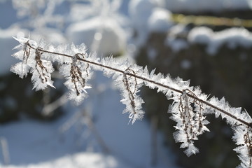 icy crystal grass - snowy - winter wonderland - Thuringia Suhl