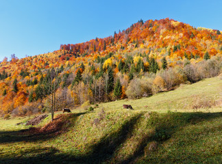 Fototapeta premium Autumn Carpathians (Ukraine).