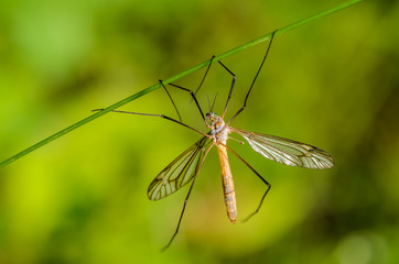 Mosquito of tipulidae with green eyes hanging on four paws