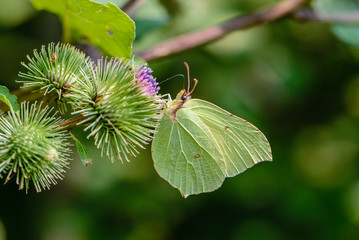 Butterfly of lemongrass gathers nectar from prickly buds of burdock